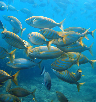 Diving excursions on boat Sapri, port of Sapri, Cilento excursions